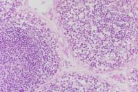 Thymus x100
